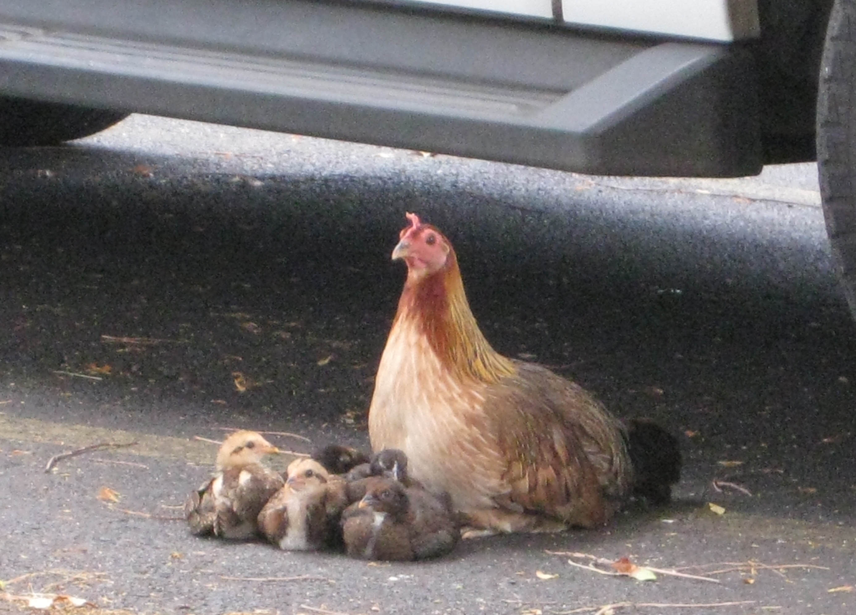 A mother hen sits under a car with her chicks next to her