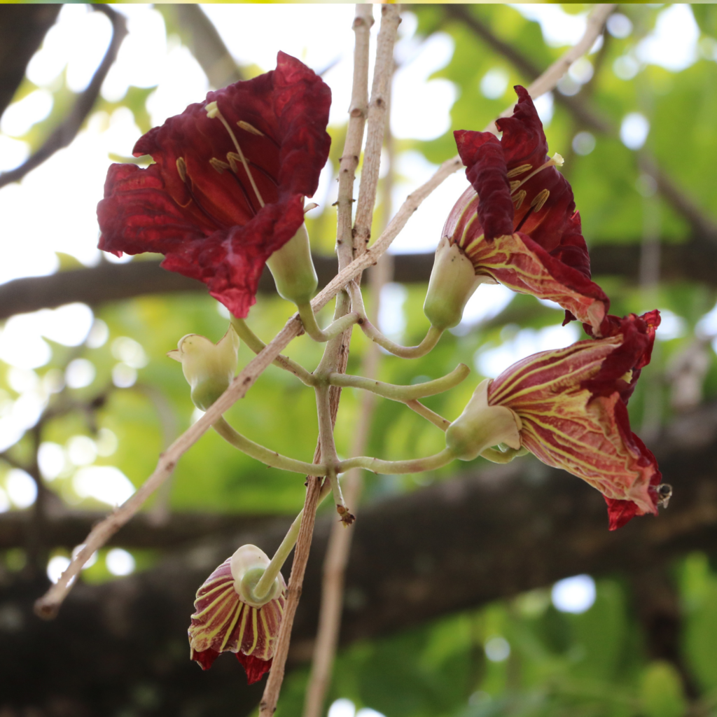 Sausage Tree Blossoms