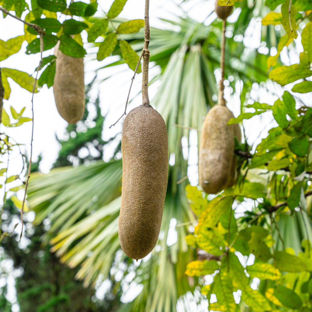 Sausage Tree fruits