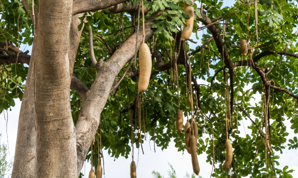 Sausage Tree in Hawaii