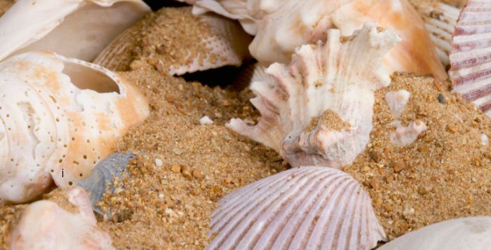 sea shells on Hawaii beach