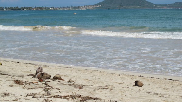Coconuts on the beach