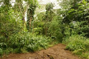 A portion of Maunawili Falls Trail