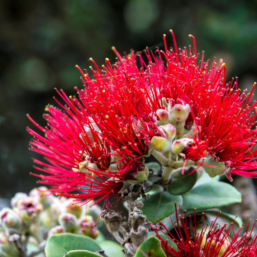 Lehua Blossom