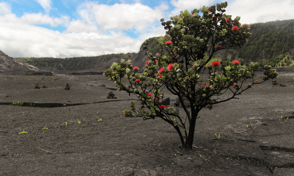 The Hawaiian legend of the Ohia Lehua Tree