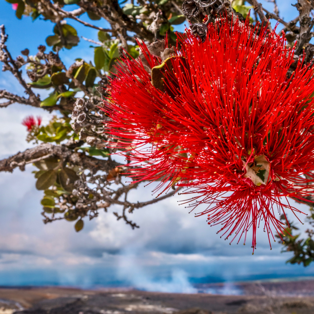 ʻōhiʻa lehua