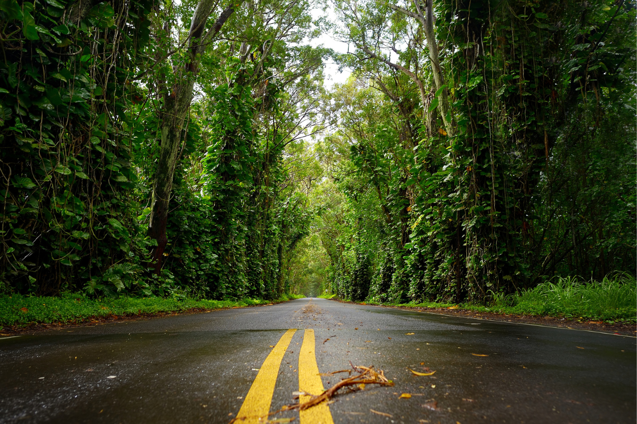 tree tunnel