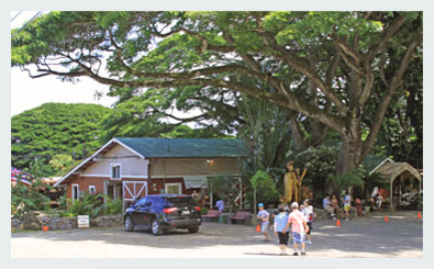 Macadamia Nut Farm Outlet Store