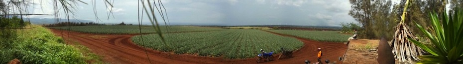 A panoramic image of a pineapple field