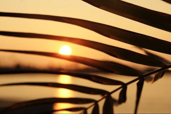 The sunset from behind a palm frond