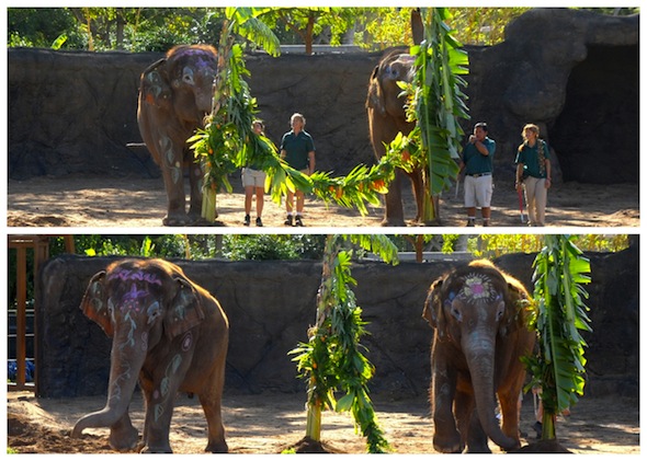 The elephant at Honolulu Zoo
