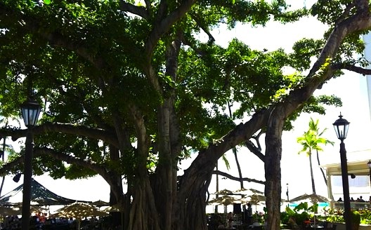 A banyan tree