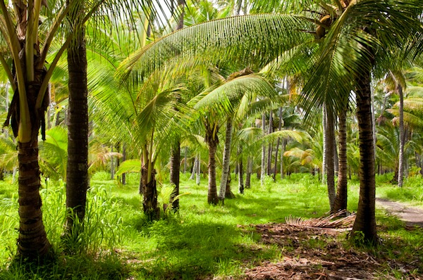 Rows of young palm trees