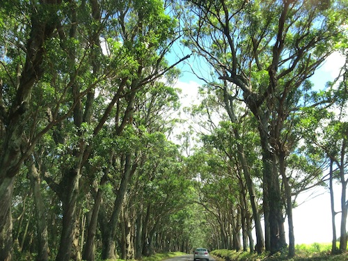 A tree lined road