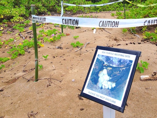 A turtle spawning area is blocked off with ropes