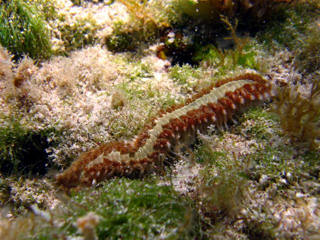 Close up of a fireworm in the water