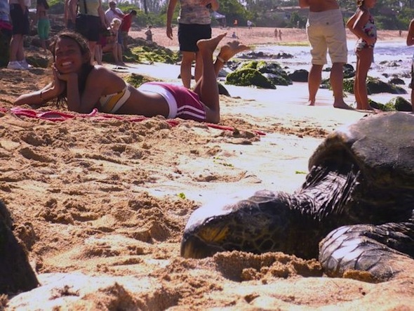 A smiling girl laying on the beach near a turtle