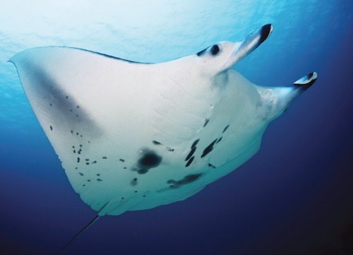 Close shot of a Manta Ray from below