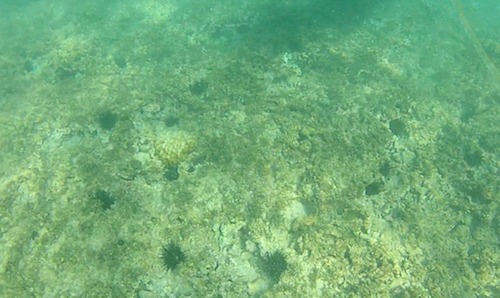 Several sea urchins on the ocean floor