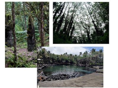 Trees and natural hot springs in Hilo forest