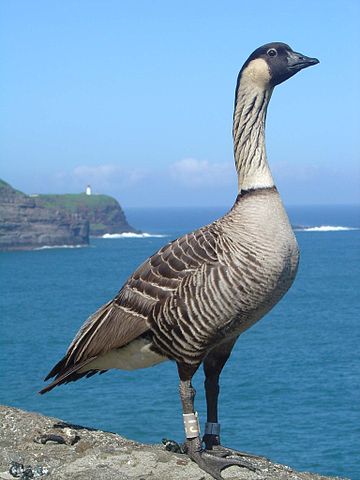 Nene bird perched with ocean in background