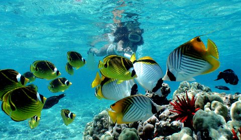 A school of tropical fish swimming around coral reef