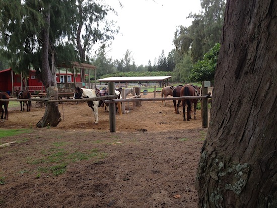 Horses at stables on Turtle Bay property on Oahu's north shore