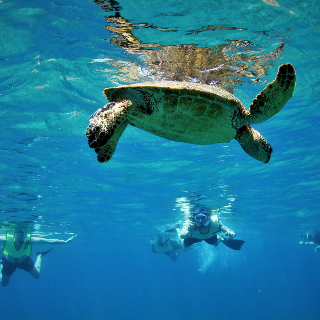 Snorkeling Hawaii Sea Turtle