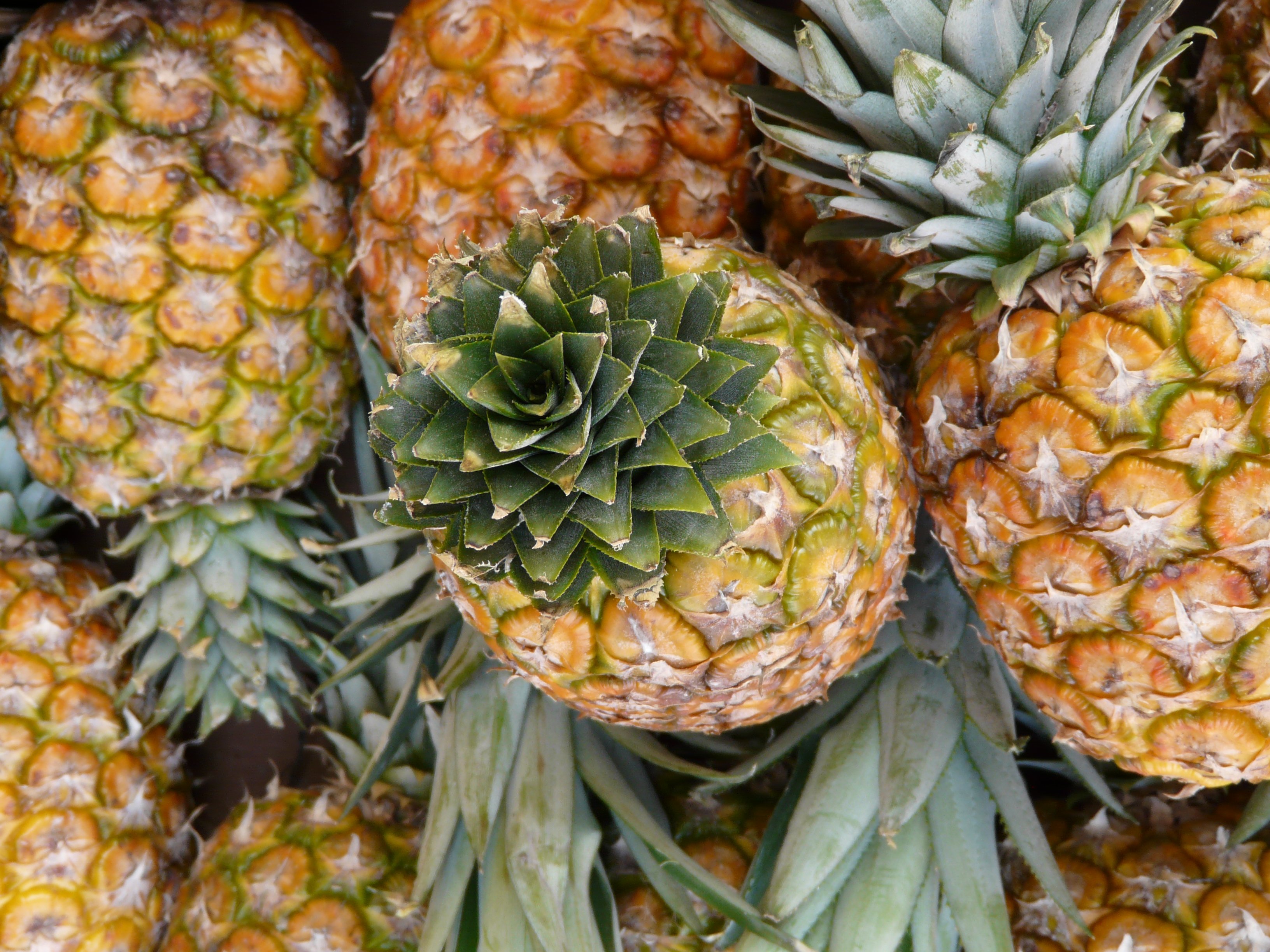 Close up shot of several pineapples