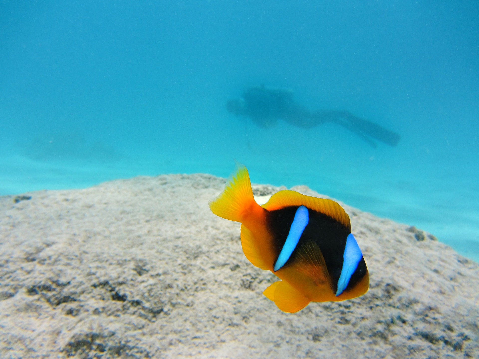 Clown fish under water with diver