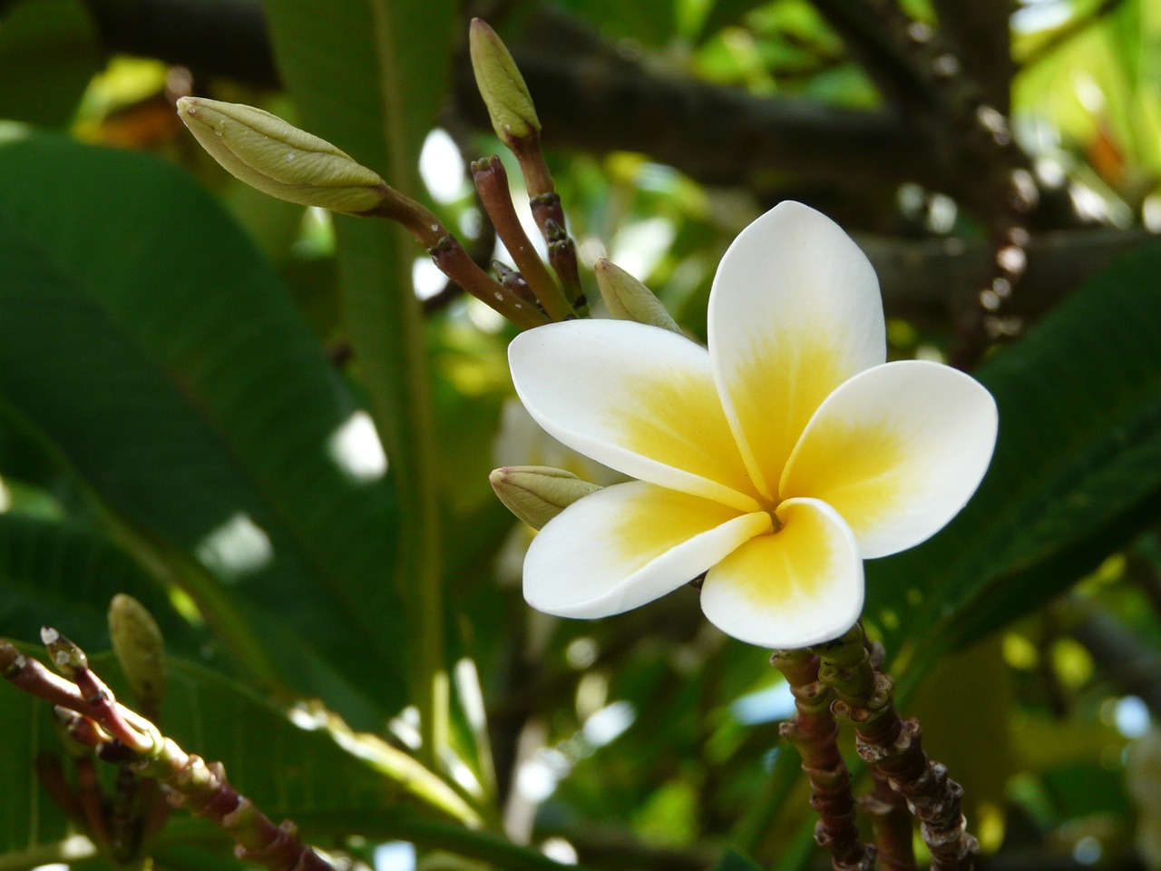 Plumaria flower blooming in tree