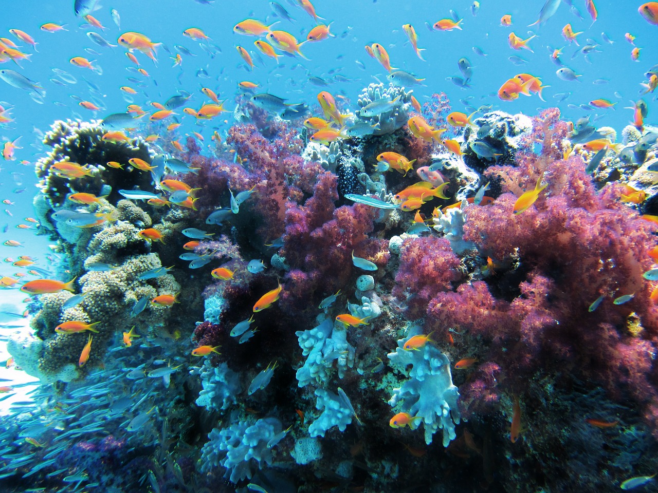 fishes swimming around a coral reef