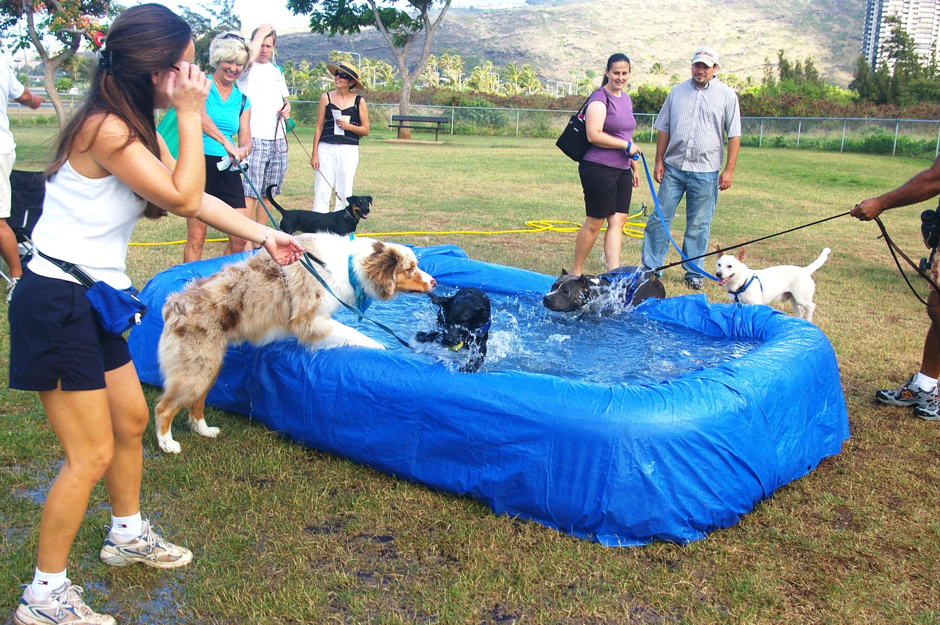 Dogs splashing around in portable pool at dog park in Hawaii