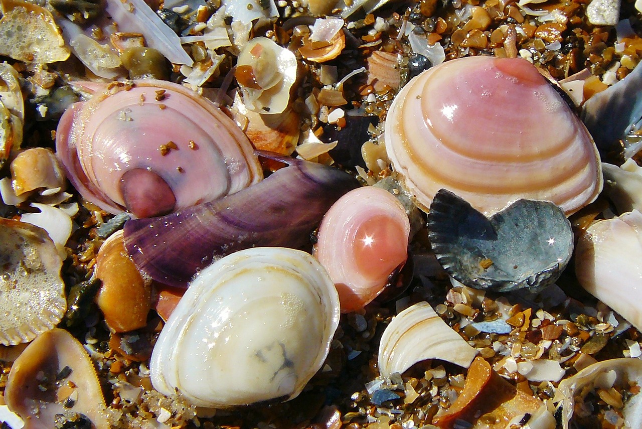 Close-up of Colorful Shells