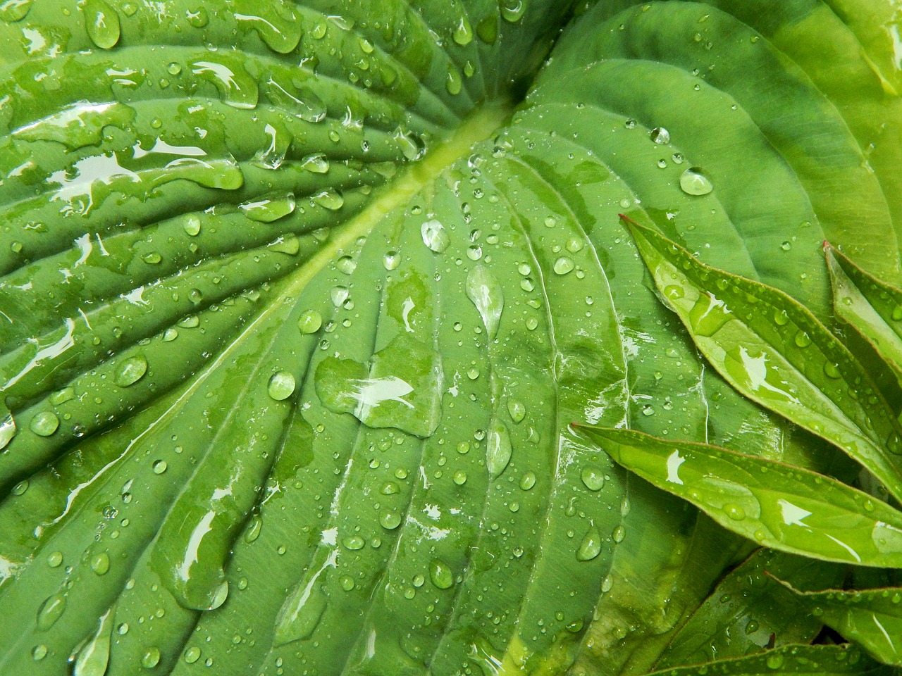 Raindrops on a leaf