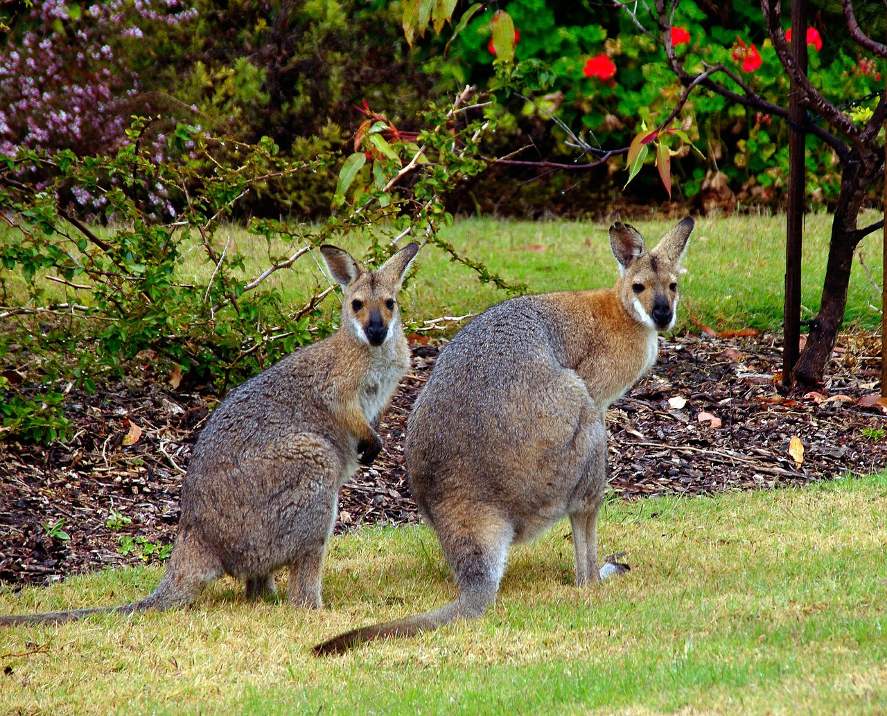 A pair of Wallabies