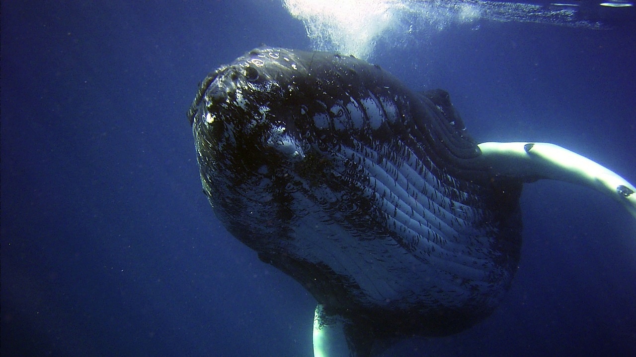 Humpback Whale