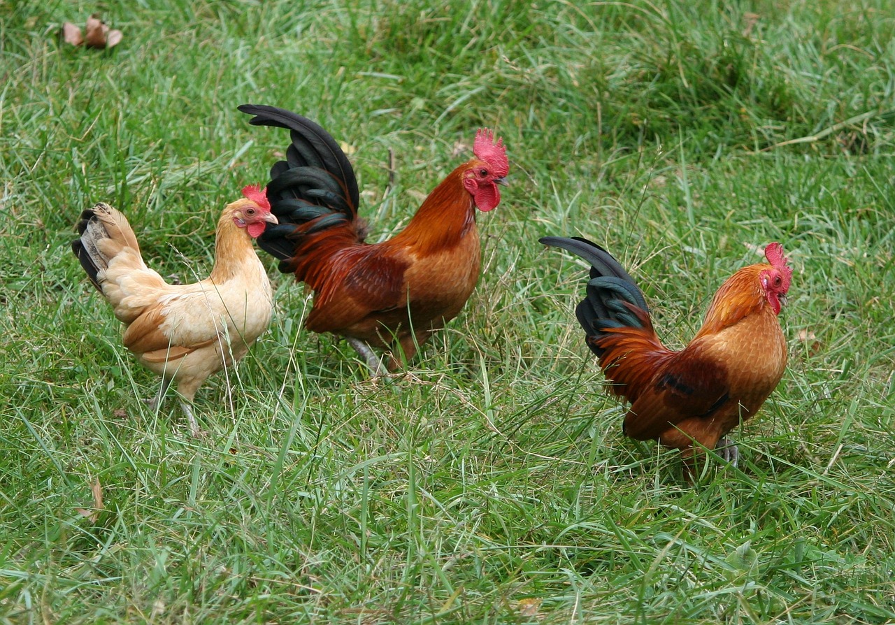 3 roosters in the grass