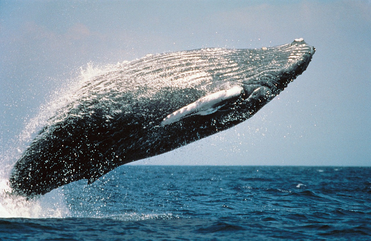 Whale Watching Oahu photo