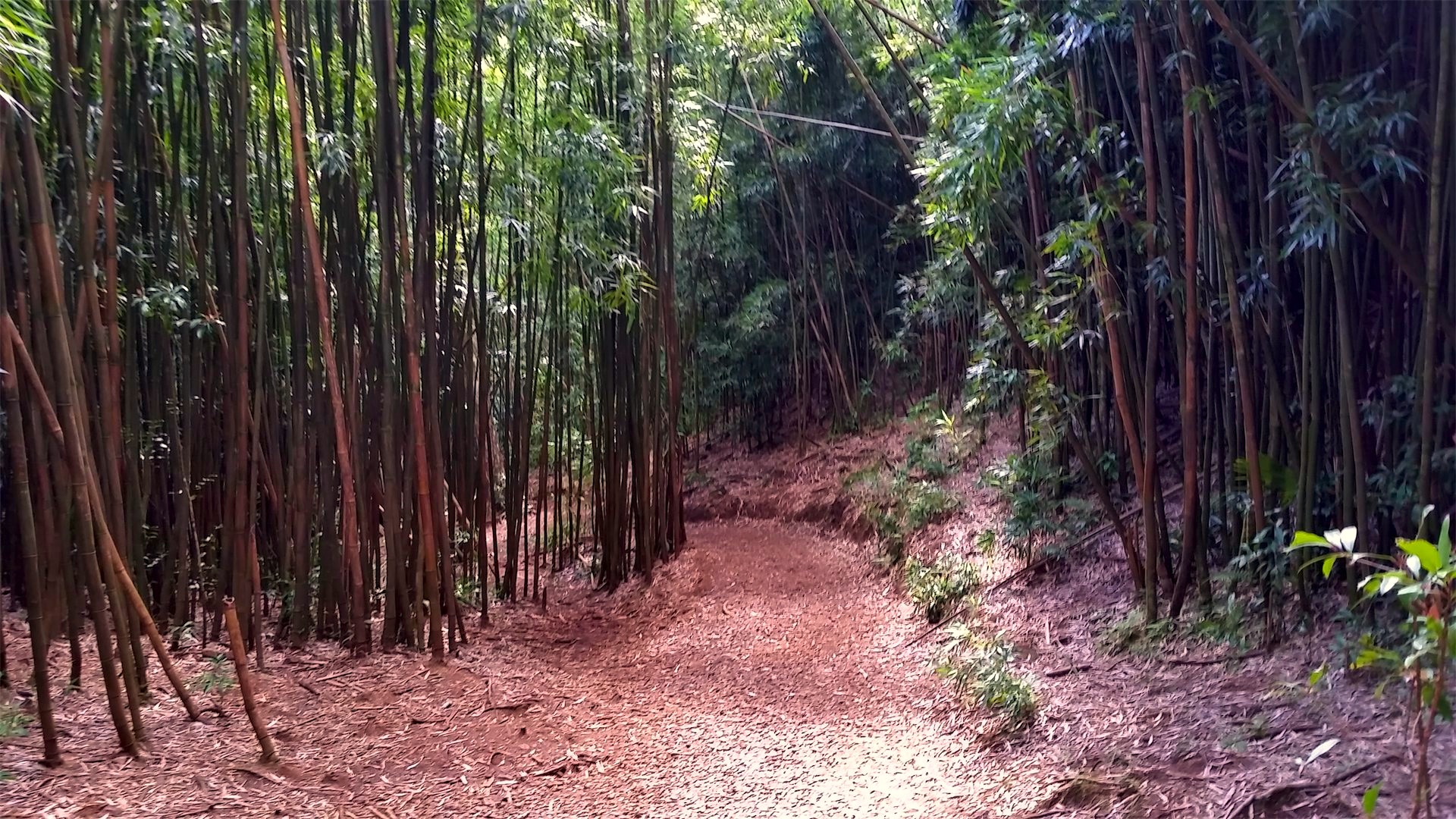 A bamboo lined trail in manoa