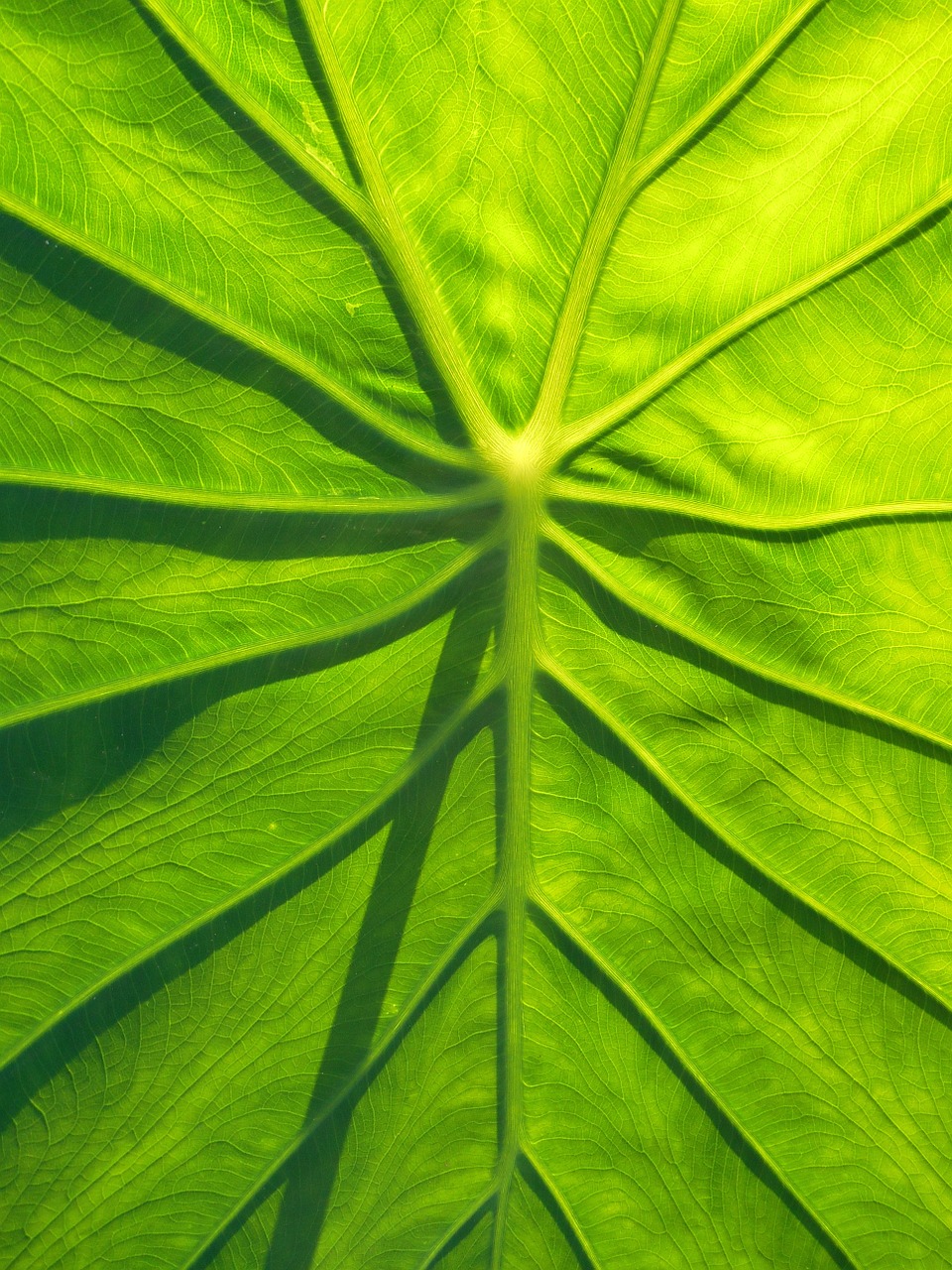 A green leaf