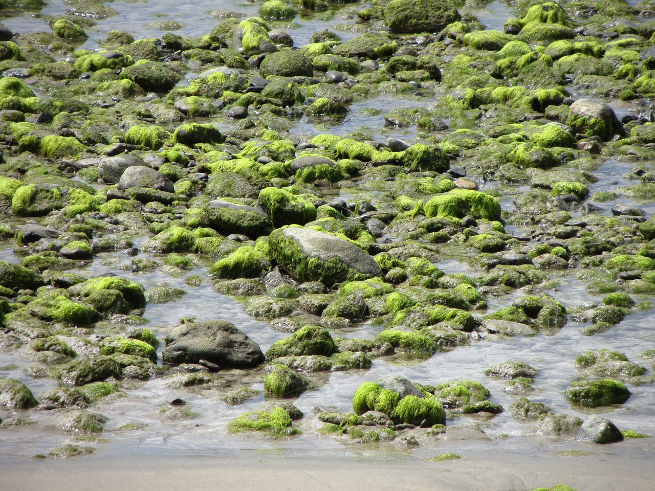 Rocks covered with seaweed