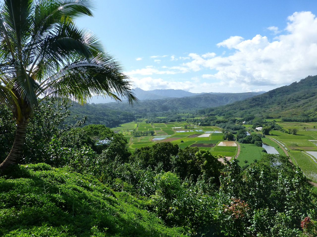 Agriculture fields on Kauai