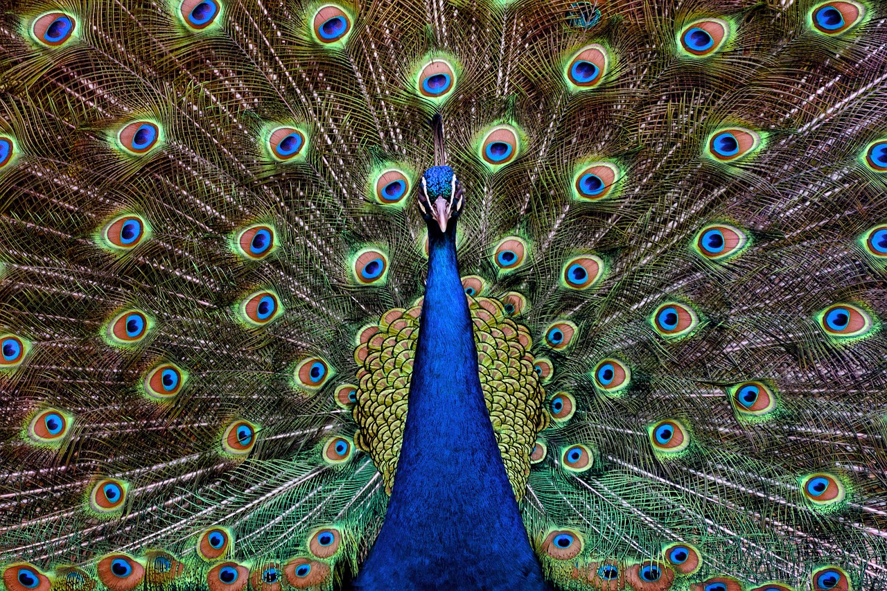 A peacock looking straight at you