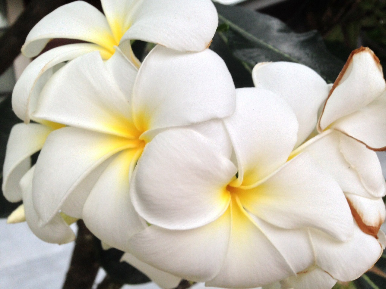 Close shot of Plumeria
