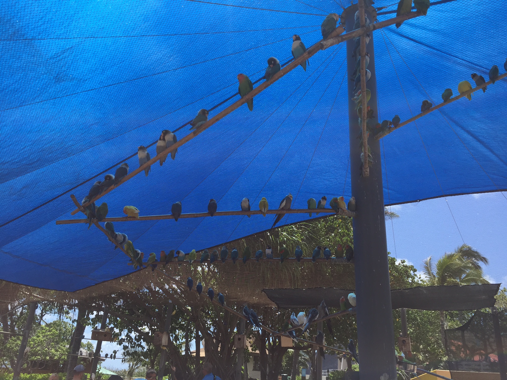 Birds rest under the exhibit's blue tent.