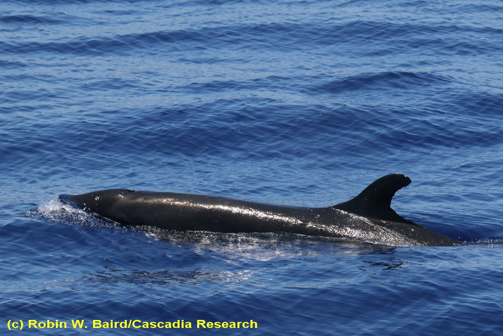 A false killer whale off the Big Island.