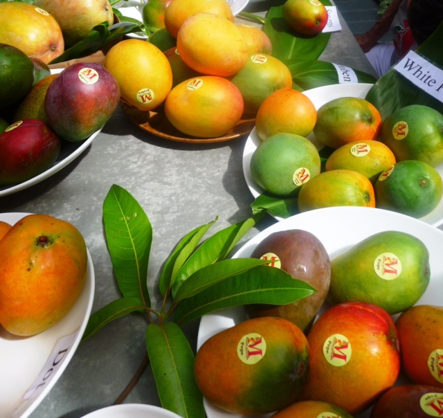 a table full of mangoes