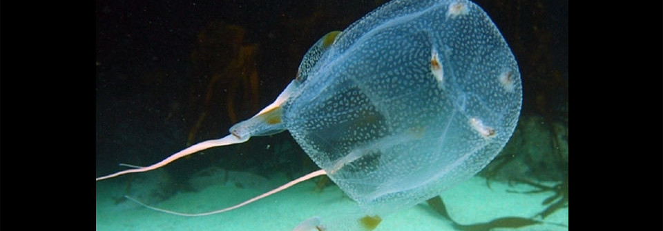 box jellyfish in the water