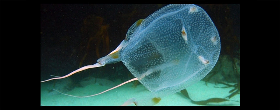 box jellyfish in the water